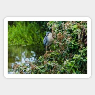 Honolulu of black-crowned night heron Sticker